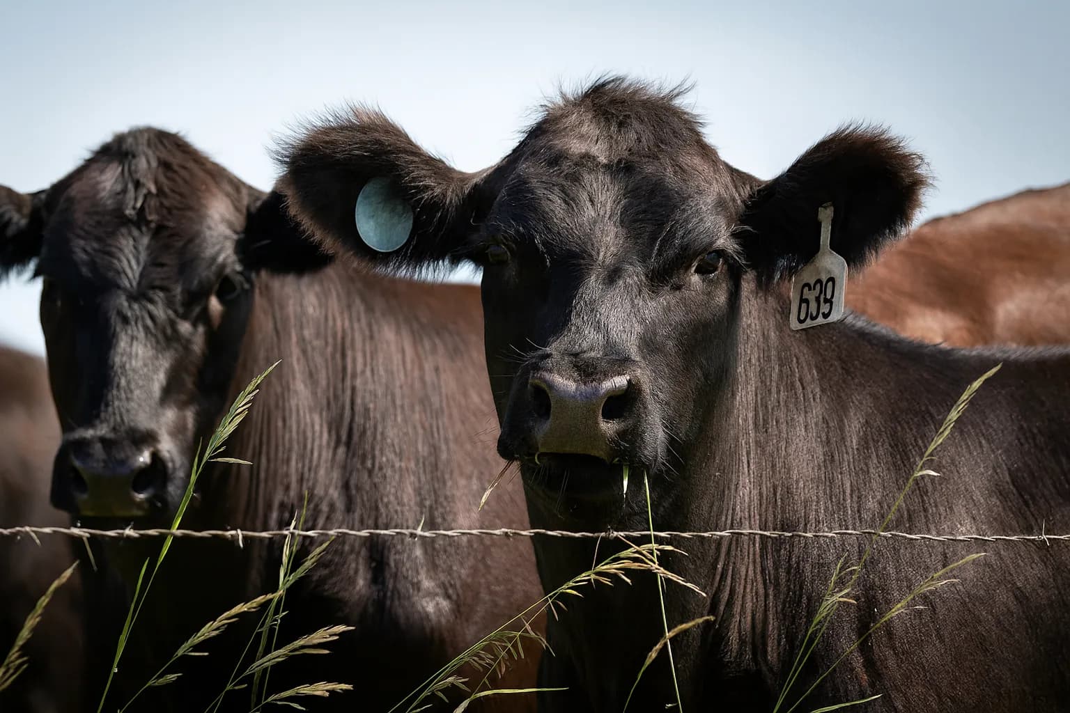 Two black cattle at a pasture fence