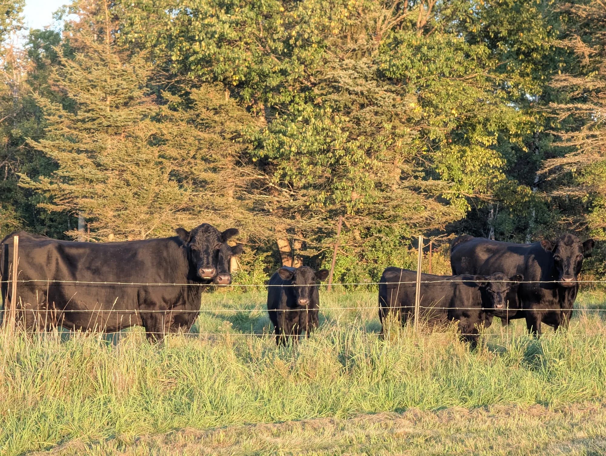 Black cattle grazing on a local pasture at golden hour
