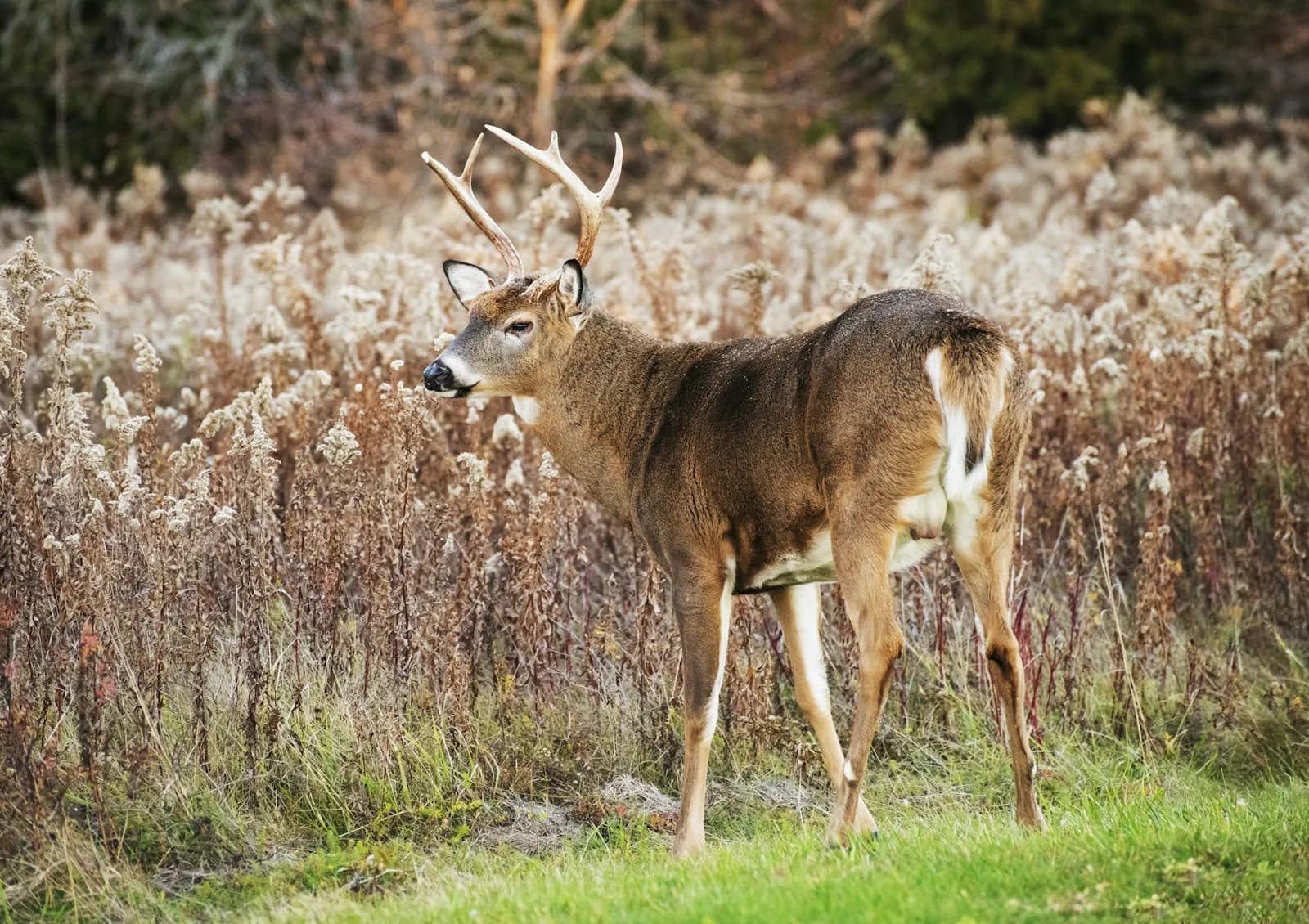 White-tailed buck standing in an autumn field
